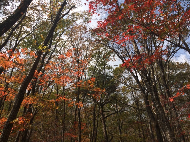 Gorgeous fall colors at Seoraksan